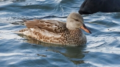 DSCN0854：オカヨシガモ（メス）