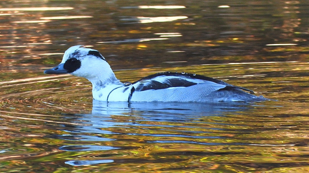 DSCN4797：ミコアイサ（オス）