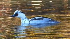 DSCN4797：ミコアイサ（オス）