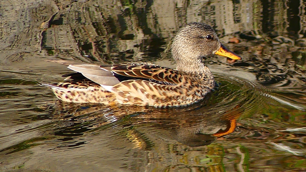 P2390515：オカヨシガモ（メス）