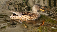 P2390515：オカヨシガモ（メス）