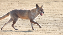 DSCN6734：キツネ