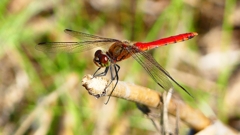 P2330446：アキアカネ（オス）