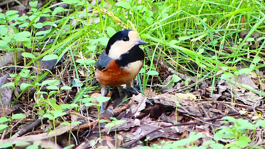 P2330957：ヤマガラ