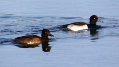 P2360558：キンクロハジロ