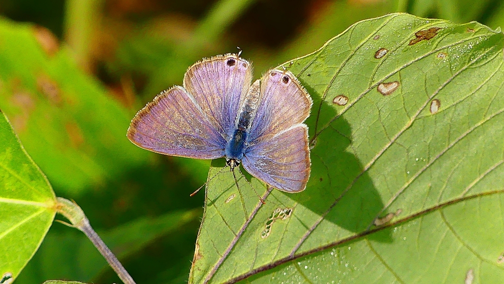 P2350757：ウラナミシジミ