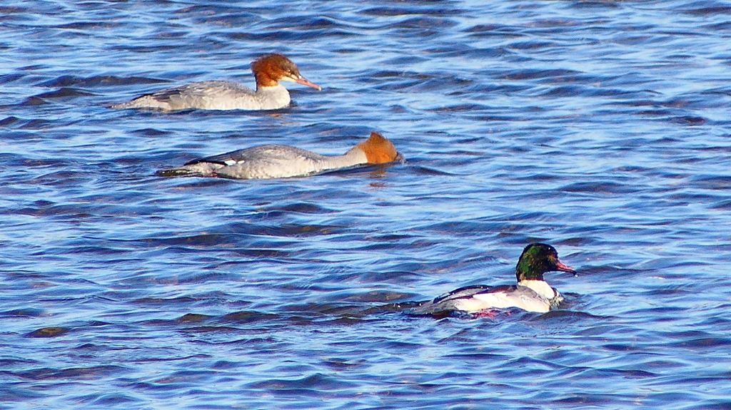 P2380653：カワアイサ