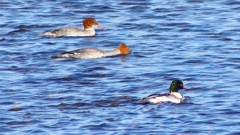 P2380653：カワアイサ