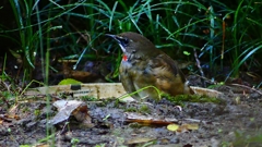 P2310671：ノゴマ（オス