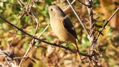 DSCN5466：ジョウビタキ（メス）