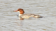 DSCN0503：カワアイサ（メス）