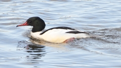 DSCN5178：カワアイサ（オス）