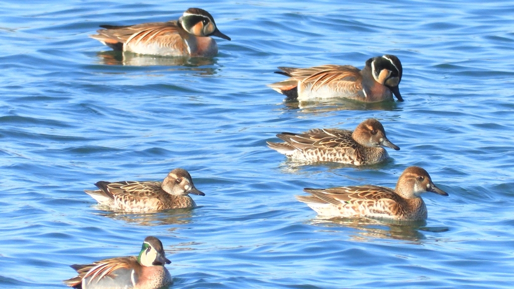 DSCN1129：トモエガモ