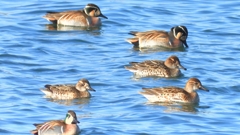 DSCN1129：トモエガモ