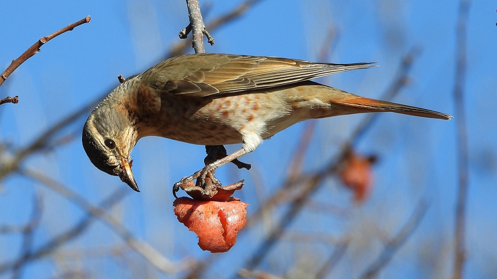DSCN8859：ハチジョウツグミ