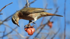 DSCN8859：ハチジョウツグミ