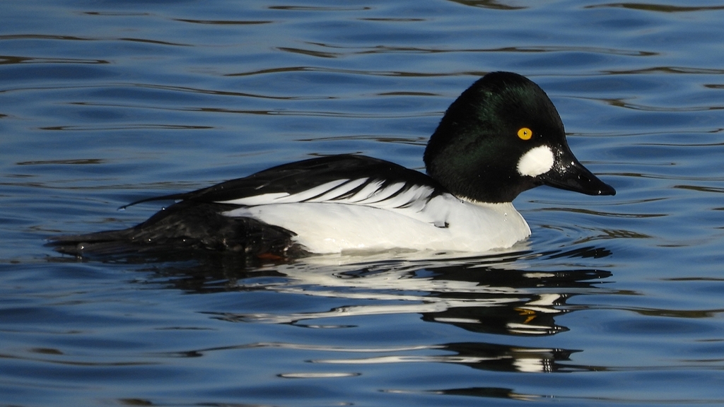 DSCN2643：ホオジロガモ（オス）