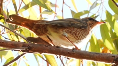 DSCN7781：ハチジョウツグミ