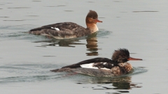 DSCN7250：ウミアイサ