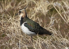 DSCN2730：タゲリ