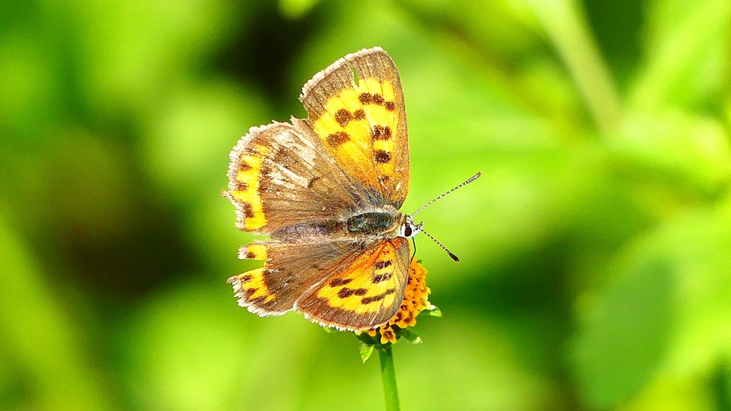 P2350773：ベニシジミ