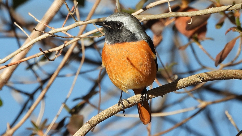 DSCN8378：ジョウビタキ（オス）