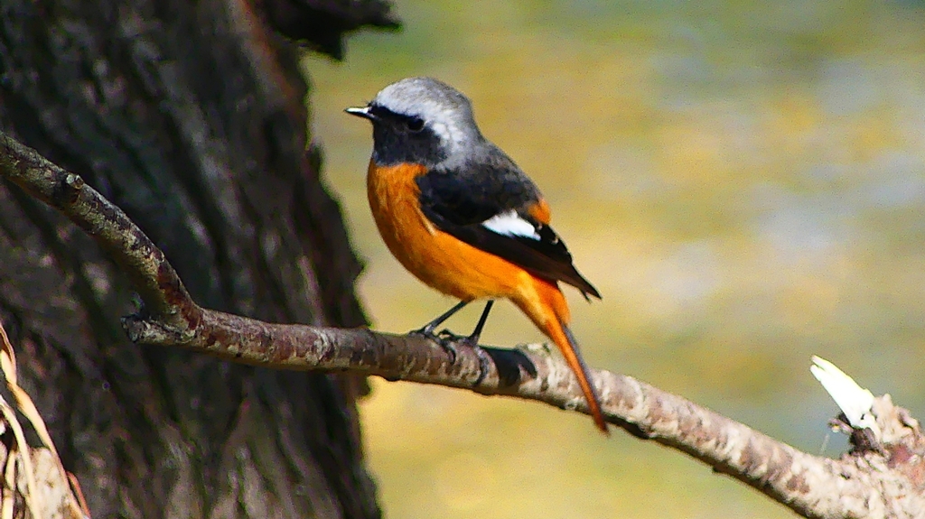 P2320883：ジョウビタキ（オス）