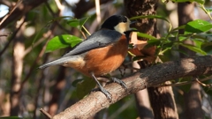 DSCN5968：ヤマガラ