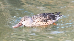 DSCN6060：ハシビロガモ