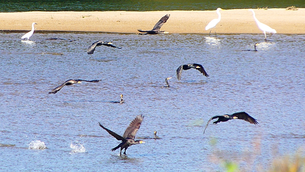 P2330314：カワウの狩り