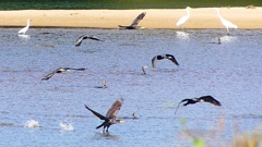 P2330314：カワウの狩り