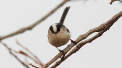 DSCN8560：エナガ