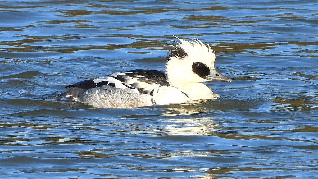 DSCN7071：ミコアイサ（オス）