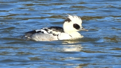 DSCN7071：ミコアイサ（オス）