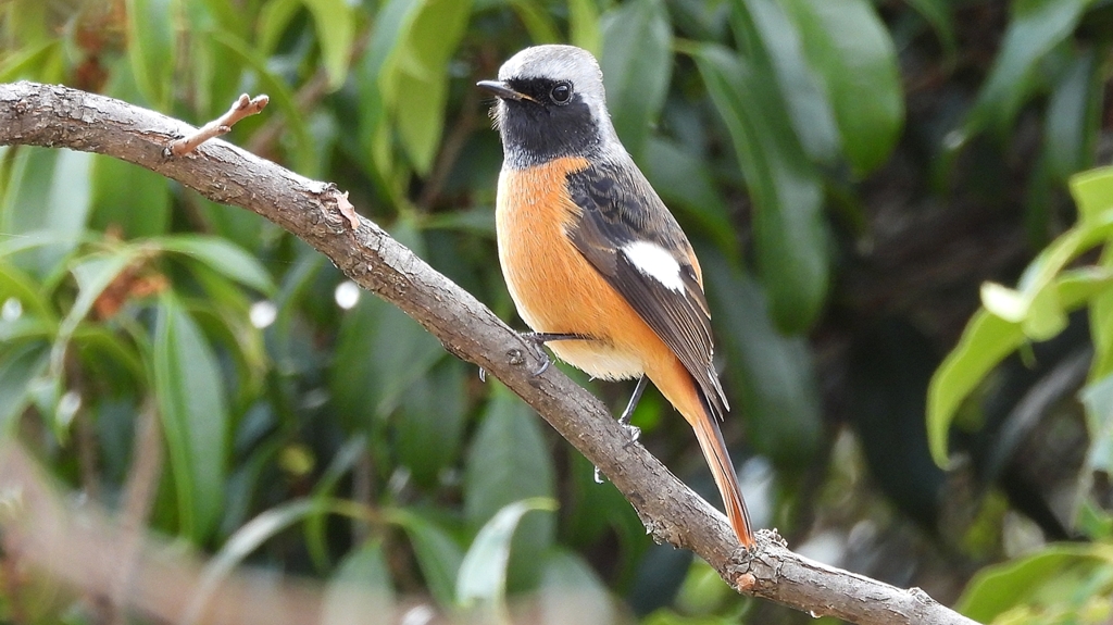 DSCN0339：ジョウビタキ（オス）