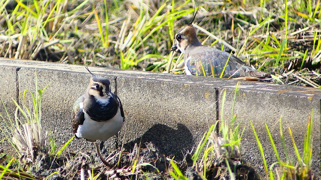 P2340704：タゲリ