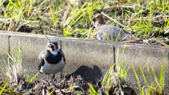 P2340704：タゲリ