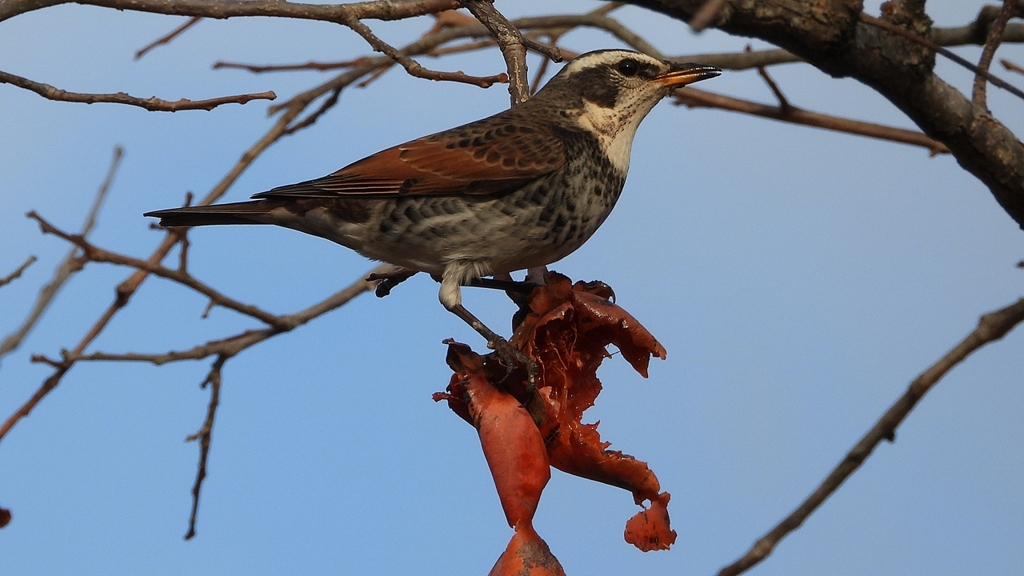 DSCN8415：ツグミ