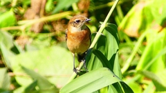 P2300283：ノビタキ