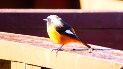 P2370569：ジョウビタキ（オス）