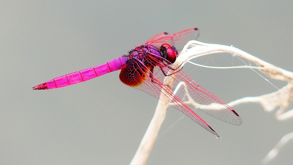 P2280177：ベニトンボ（オス）