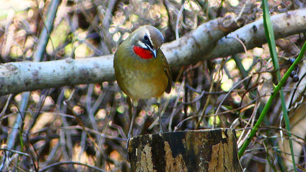 P2310077：ノゴマ（オス）