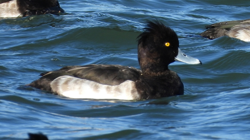 DSCN0940：キンクロハジロ