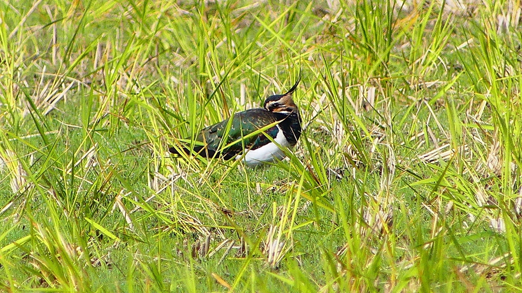 P2340538：タゲリ