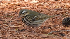 DSCN8177：ビンズイ