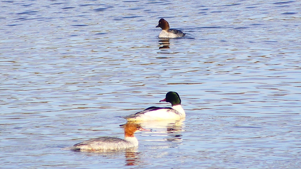 P2410273：カワアイサ、ホオジロガモ