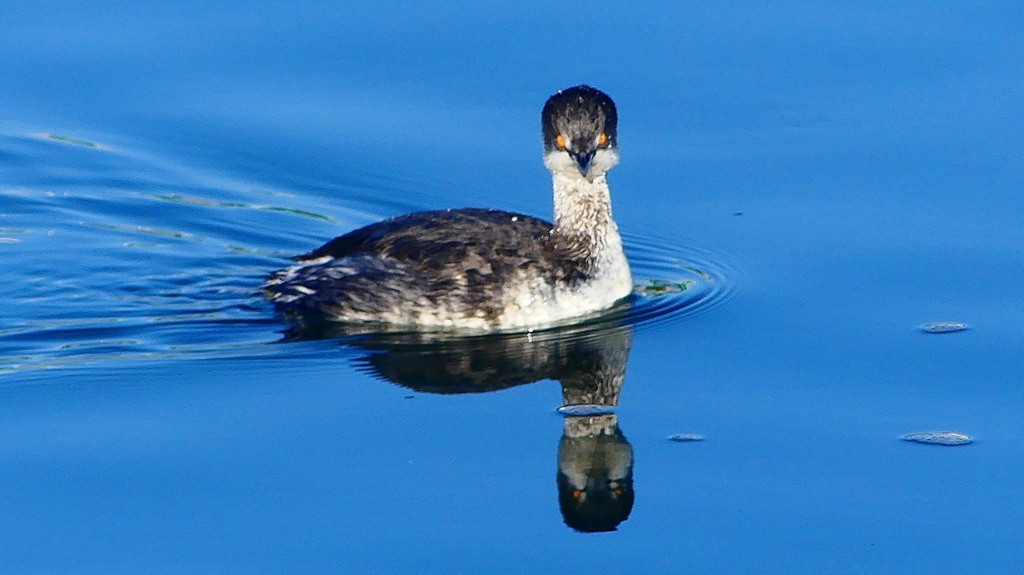 P2370128：ハジロカイツブリ