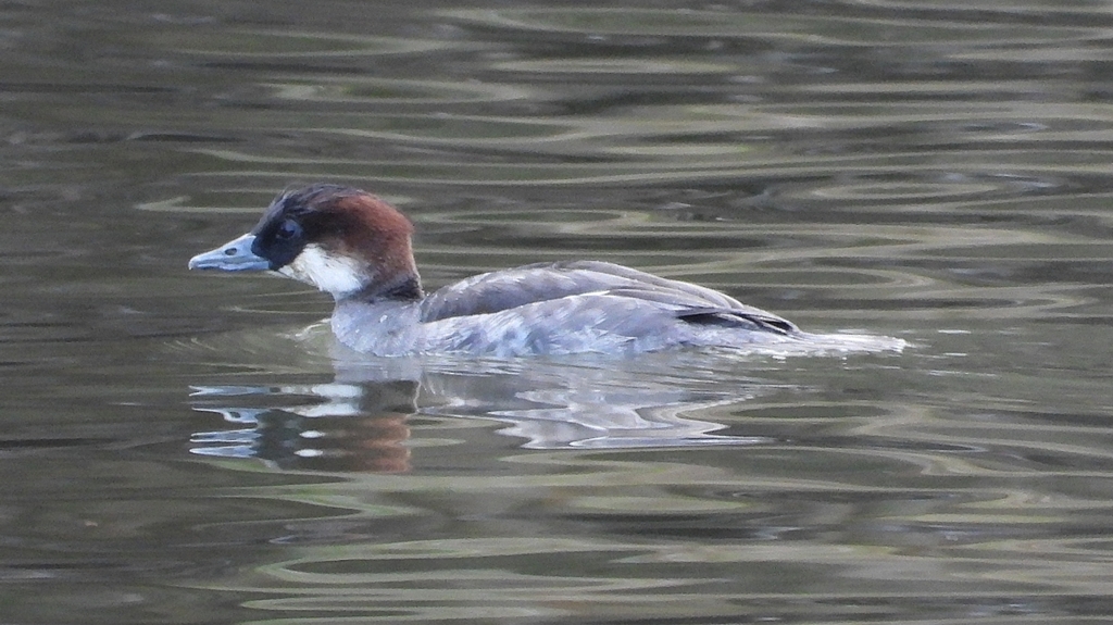 DSCN1853：ミコアイサ（メス）