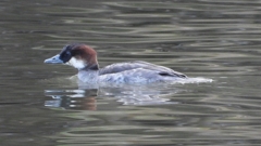 DSCN1853：ミコアイサ（メス）