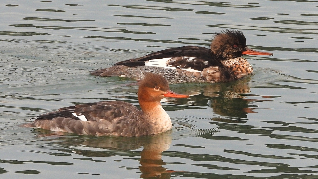 DSCN7269：ウミアイサ